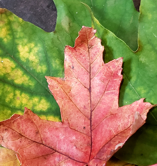 A Magical Autumn Equinox 2022