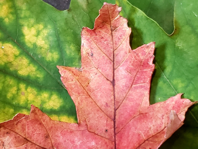 A Magical Autumn Equinox&nbsp;2022